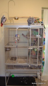 Pacco's new cage!