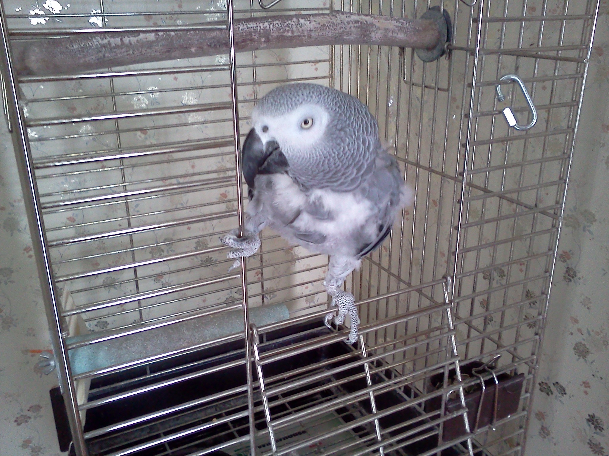 african grey cage