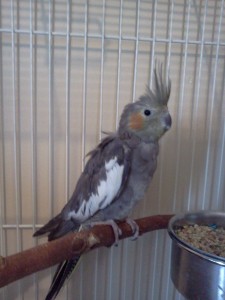 Varro, female cockatiel