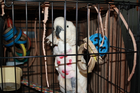 parrot rescue birds for sale in chicago area