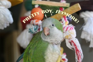 Pretty-Boy-Seymore