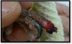 Frostbiten toe of a sun conure