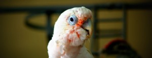 Joey - Goffins Cockatoo