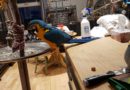 Female Blue and Gold Macaw looking for love…