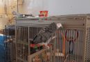 African Grey looking for a new family