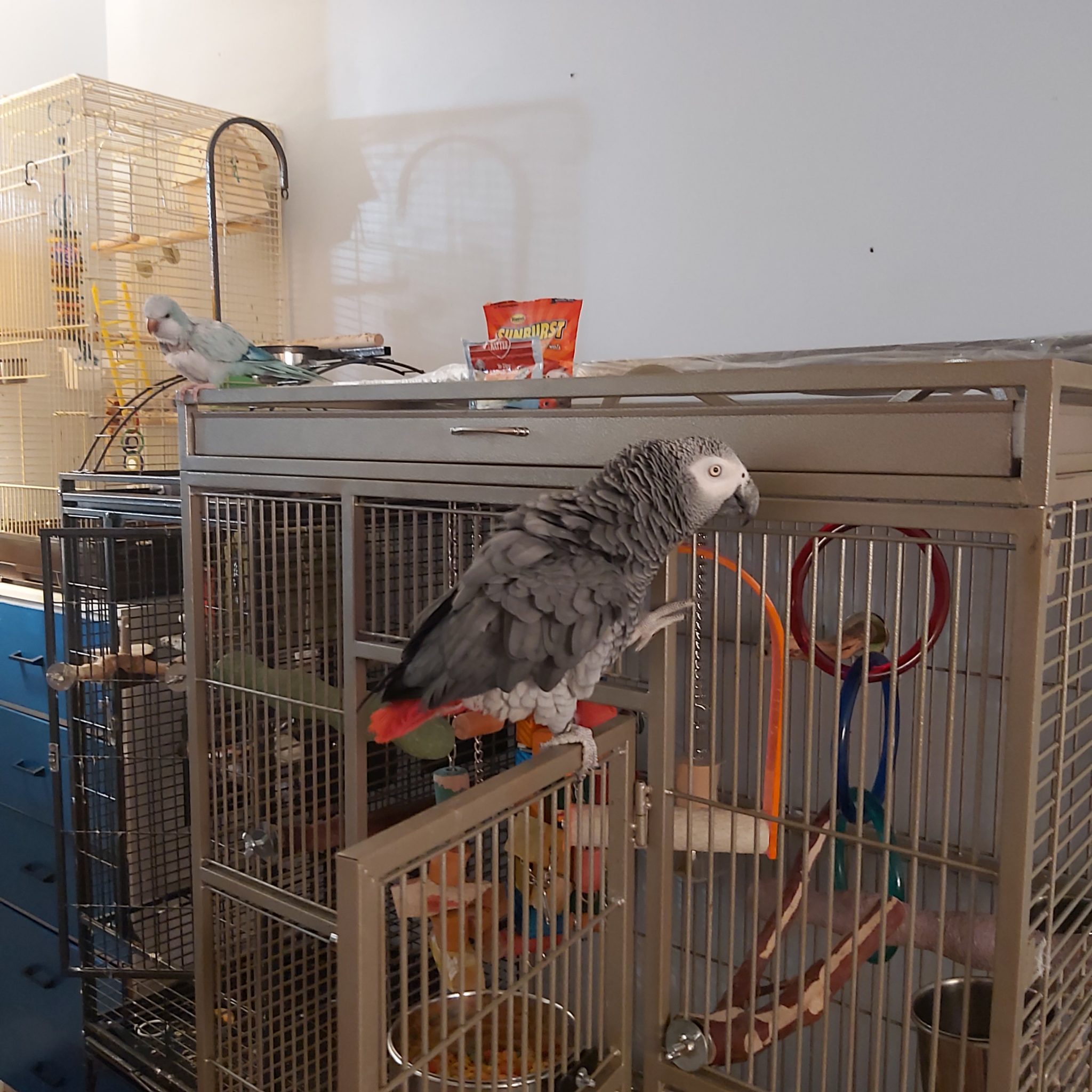 African Grey looking for a new family – Birdline Parrot Rescue