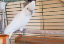Goffin Cockatoo looking for an experienced adult home