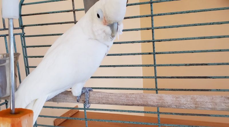 Goffin Cockatoo looking for an experienced adult home