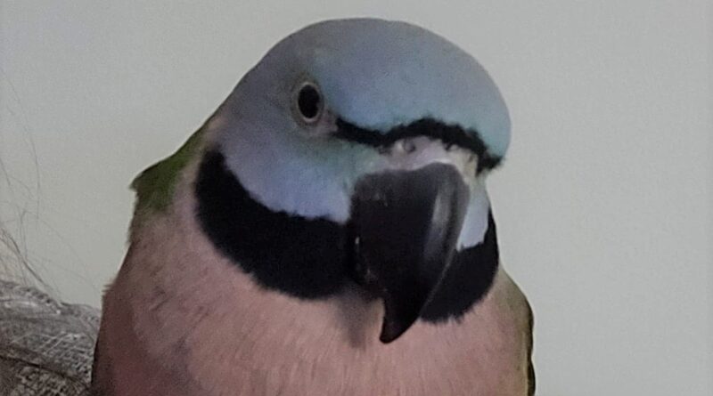 Moustache parakeet ADOPTED.