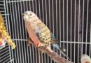 Adorable Bourkes Parakeet looking for a quiet home.