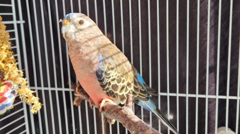 Adorable Bourkes Parakeet looking for a quiet home.