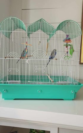 Budgies looking for a new family – ADOPTED