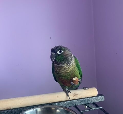 8 Yr old conure looking for a new family – ADOPTED