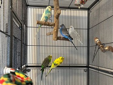 Flock of Budgies looking for a new family and FOUND a new family!