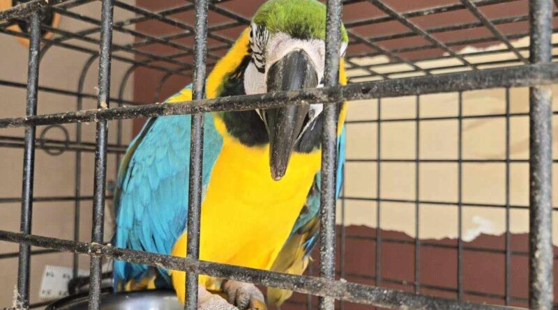 36 year old Blue and Gold macaw looking for a new family.