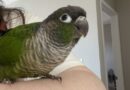 Conures looking for new families.