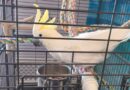 Lesser Sulphur Crested looking for a feathever family.