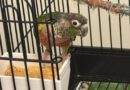 Special needs conure looking for a new family in Ont.