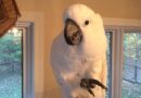 Ochigo – Male Umbrella Cockatoo Seeking a Loving Home