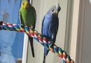 Budgies looking for a new feathever family
