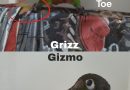 Grizz and Gizmo – special needs conure pair Grizz and Gizmo – special needs conure pair