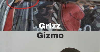 Grizz and Gizmo – special needs conure pair