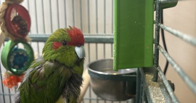 Kakariki and 2 budgies looking for a new “feathever” family. Kakariki and 2 budgies looking for a new “feathever” family.