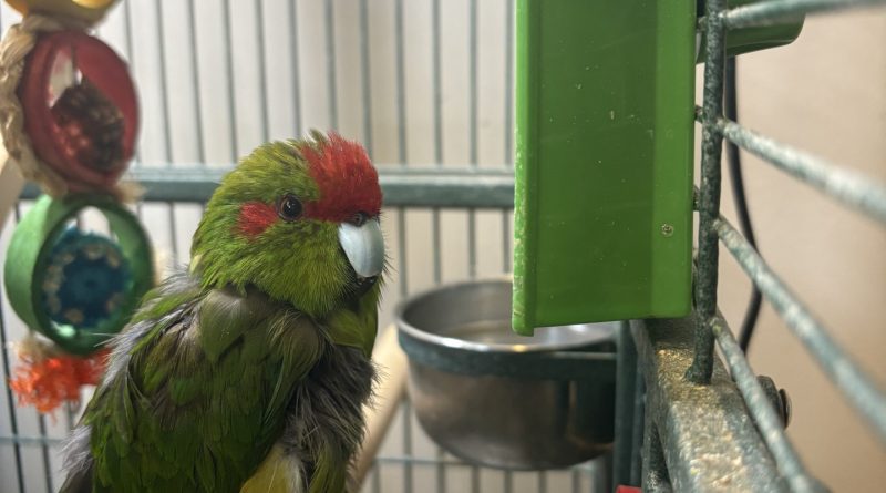 Kakariki and 2 budgies looking for a new “feathever” family. Kakariki and 2 budgies looking for a new “feathever” family.
