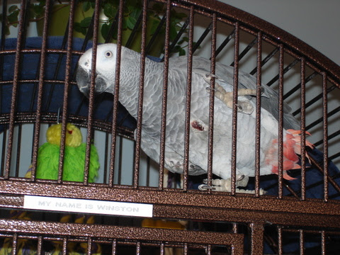 The real, and raw costs of rescue… The real, and raw costs of rescue…