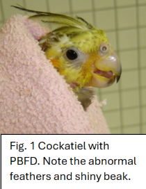 PSITTACINE BEAK AND FEATHER DISEASE